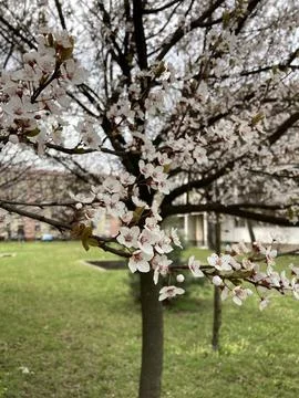 Sakura in spring is everywhere Stock Photos