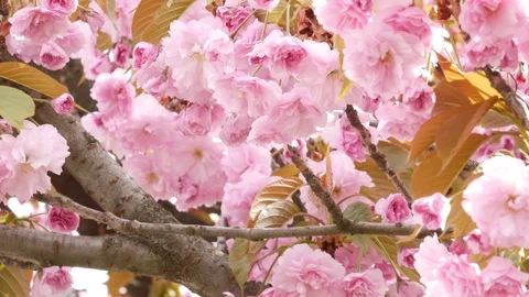 Sakura spring flowers. Stock Footage 76082424
