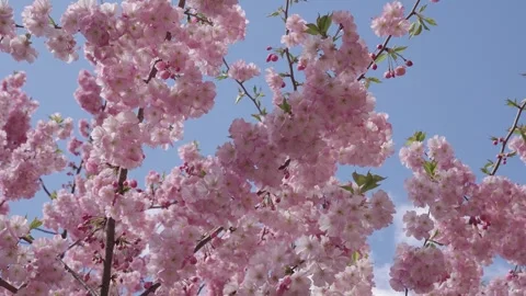 Sakura spring flowers pattern. Cherry blossoms tree. Cherry blossom in Sakura Stock Footage 325803544