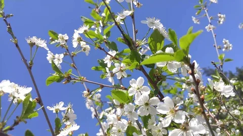 Sakura Spring Flowers. Spring Blossom Background Stock Footage 89800050