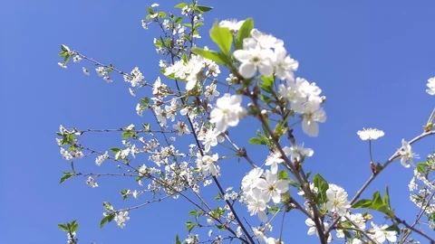 Sakura Spring Flowers. Spring Blossom Background Stock Footage 89800092