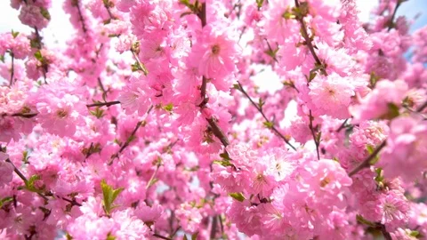 Sakura spring flowers. Spring blossom pink background. Beautiful nature scene Stock Footage 108886236