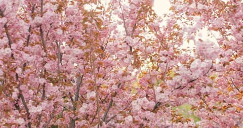 Sakura spring flowers. Spring blossom background. Beautiful nature scene Stock Footage 129116218