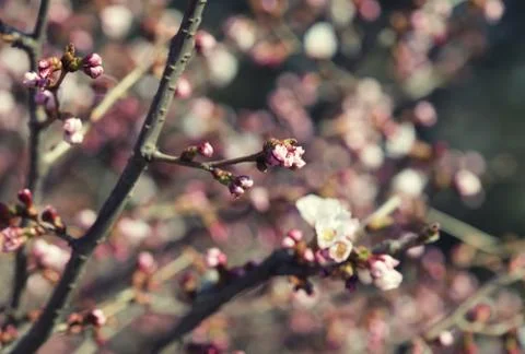 Sakura in the spring garden. Stock Photos