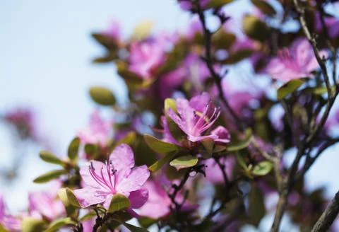Sakura in the spring garden. Stock Photos