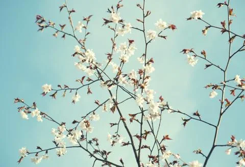 Sakura in the spring garden. Stock Photos