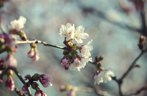 Sakura in the spring garden. Foto stock