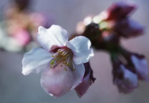 Sakura in the spring garden. Foto stock