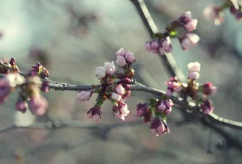 Sakura in the spring garden. Foto stock