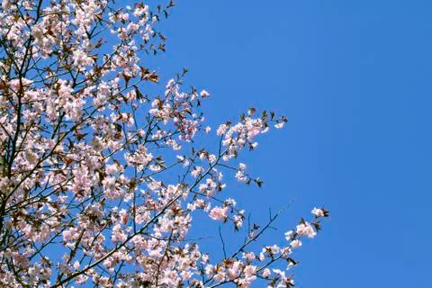 Sakura in the spring Stock Photos