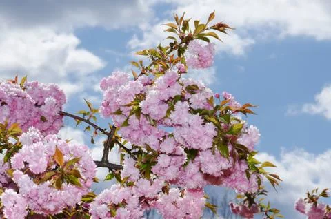 Sakura Spring Time Foto stock