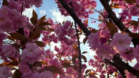 Sakura in the sun. Video. Stock Footage 190629269