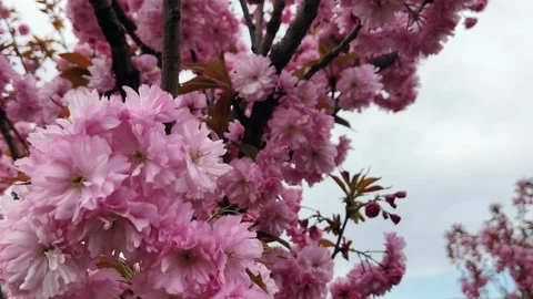 Sakura in the sun. Video. Stock Footage 191535061