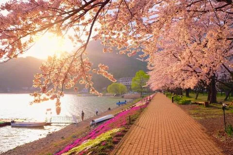 Sakura &amp; Sunset Stock Photos
