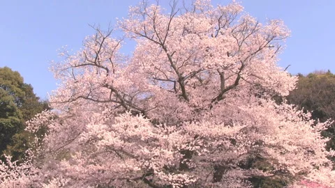 Sakura Swaying in the Wind Stock Footage 327438338