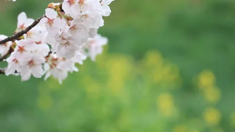 Sakura Swaying in the Wind Stock Footage 327545201