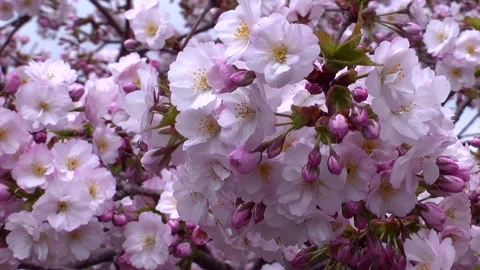 Sakura Swaying in the Wind Vídeo Stock 332377996