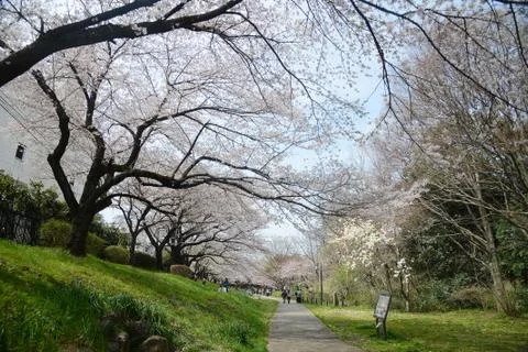 Sakura from tashikawa Stock Photos