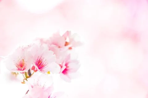 Sakura Template Stock Photos