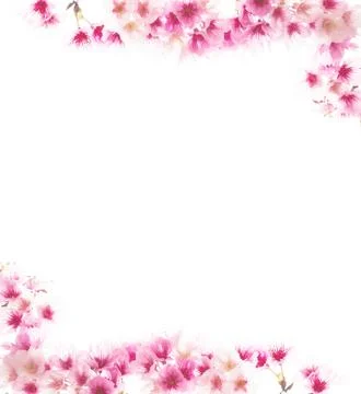 Sakura Template Foto stock