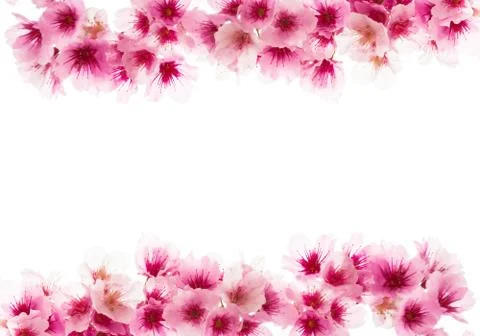 Sakura template Stock Photos