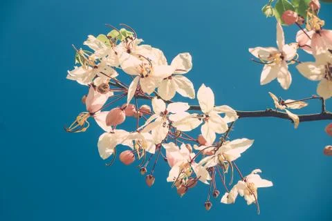 Sakura thailand Stock Photos
