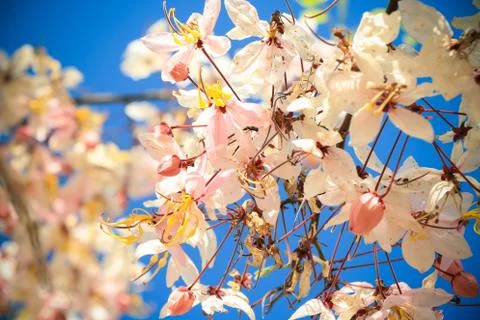 Sakura thailand Stock Photos