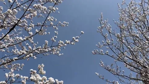 Sakura tree against blue sky Stock Footage 186900657