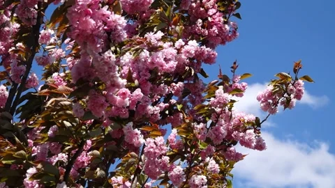 Sakura tree against the blue sky and big wind Video stock 249398752