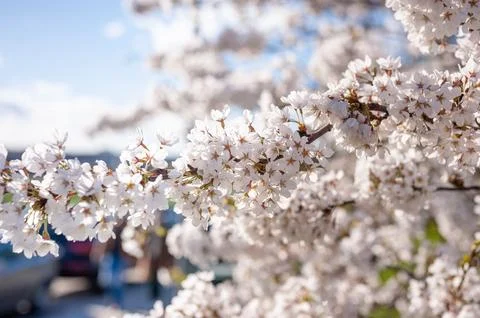 Sakura Tree and Bright Clear Blue Sky. Sunlight in background Stock Photos