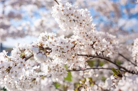 Sakura Tree and Bright Clear Blue Sky. Sunlight in background Stock Photos