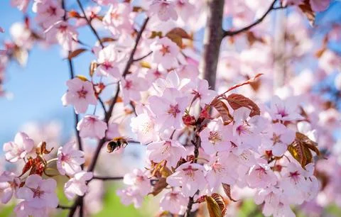 Sakura Tree and Flying Bee. Beautiful Sakura Garden in Lithuania. Stock Photos