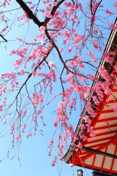 Sakura tree and temple Stock Photos