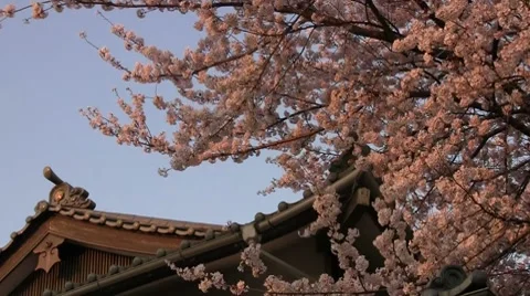 Sakura tree in bloom in front of traditional Japanese house Stock Footage 7458708