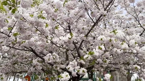 Sakura tree bloom in season | Cherry blossom tree | White and pink flowers Stock Footage 242862145