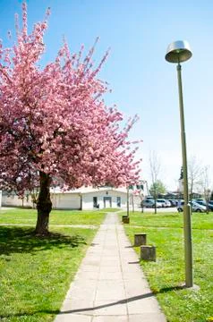 Sakura tree blooming on backyard, summer time, pink flowers. Beautiful nature Stock Photos