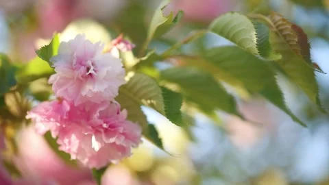 Sakura tree blossom, blooming spring pink flowers, branch sways in the wind. Stock Footage 308173163