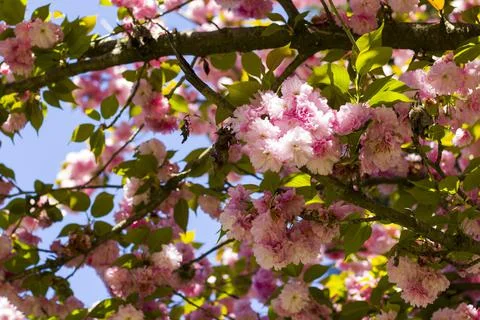 Sakura tree blossom, cherry tree pink flowers Stock Photos