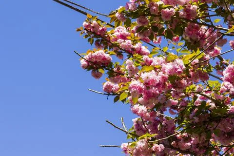 Sakura tree blossom, cherry tree pink flowers Foto stock