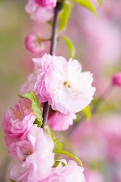 Sakura tree blossom in springtime. tender pink flowers bathing in sunlight. w Stock Photos