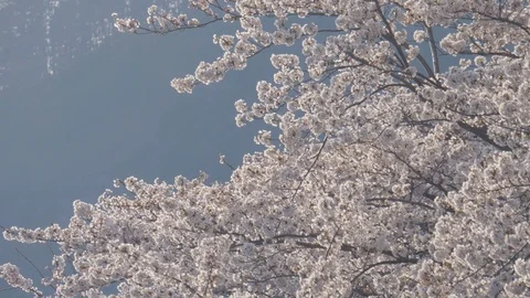 Sakura tree blowing in the wind Stock Footage 104000568
