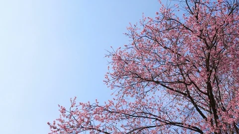 Sakura tree on blue sky with copyspace Stock Footage 102645422