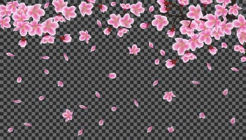 Sakura tree branch with falling petals on dark transparent background Stock Illustration