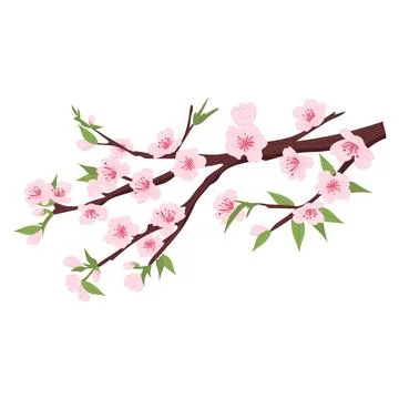 Sakura tree branch in flat design. Pink cherry blossoms with green leaves. Ve Stock Illustration