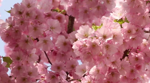 Sakura tree branches and pink flowers, blooms in spring time footage Stock Footage 50975591