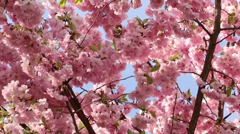 Sakura tree branches and pink flowers, blooms in spring time footage Stock Footage 50975705