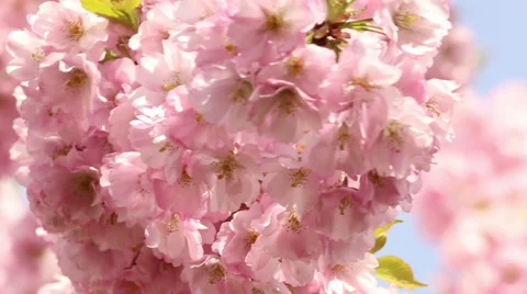 Sakura tree branches and pink flowers, blooms in spring time footage Stock Footage 50976006