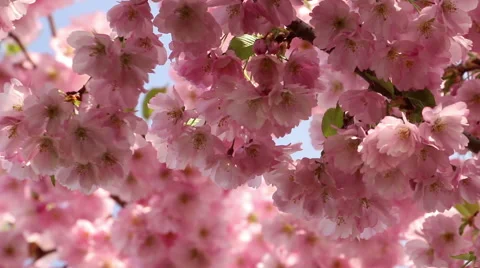 Sakura tree branches and pink flowers, blooms in spring time footage Stock Footage 50976007