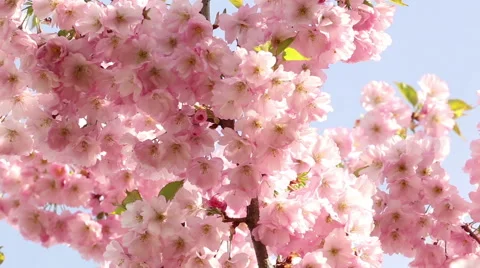 Sakura tree branches and pink flowers, blooms in spring time footage Stock Footage 50976151