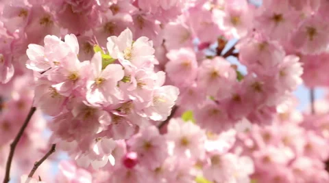 Sakura tree branches and pink flowers, blooms in spring time footage Stock Footage 50976331